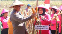 Polda Maluku Utara Panen Raya Jagung Program Asta Cita Untuk Ketahanan Pangan Nasional Gunakan Dana Desa