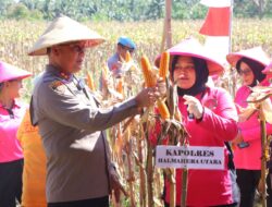 Polda Maluku Utara Panen Raya Jagung Program Asta Cita Untuk Ketahanan Pangan Nasional Gunakan Dana Desa