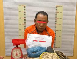 Pengedar Ganja di Tapteng Diringkus, Ratusan Paket Siap Edar Disita Polisi