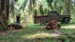 Periode Agustus 2025, Harga Referensi CPO Menguat, Biji Kakao Melemah