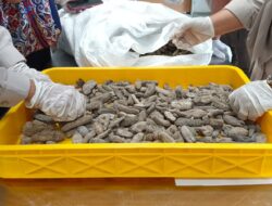 Melebihi Ambang Batas Cemaran Timbal, Barantin Tolak 15 Ton Teripang Kering Asal Malaysia