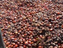 Periode September 2025, HR CPO Meningkat, Biji Kakao Melemah, HPE Produk Kulit Tetap, Kayu Veneer Naik dan Turun Sebagian