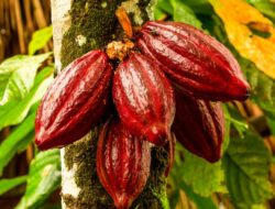 Kemendag Ajak Pelaku Usaha Siapkan Kualitas Produk Pertanian untuk Tembus Pasar Eropa