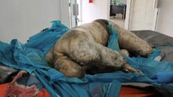 Penemuan Mayat Mr.X Terbungkus Plastik di Pesisir Pantai Pulau Salah Nama