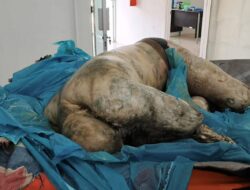 Penemuan Mayat Mr.X Terbungkus Plastik di Pesisir Pantai Pulau Salah Nama