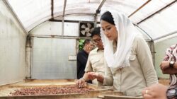 Catat ! Potensi Kakao Indonesia Bakal Laris Manis, Roro Dorong Eksport Hilirisasi