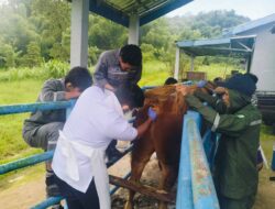 Ditjen PKH Tekankan Kesehatan Hewan, Peternak di Untungkan dengan Bibit Unggul Berkualitas