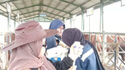 Vaksinasi PMK di Balai Inseminasi Buatan, Kementan Amankan Produksi Bibit Ternak