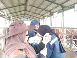 Vaksinasi PMK di Balai Inseminasi Buatan, Kementan Amankan Produksi Bibit Ternak