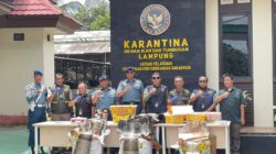 Tim Gabungan Gagalkan Penyelundupan Kura-Kura dan Kulit Ular di Bakauheni