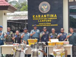 Tim Gabungan Gagalkan Penyelundupan Kura-Kura dan Kulit Ular di Bakauheni