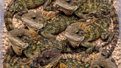 Barantin Pastikan Pengiriman Legal Puluhan Reptil Endemik Papua