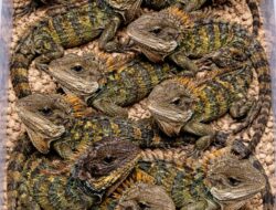 Barantin Pastikan Pengiriman Legal Puluhan Reptil Endemik Papua