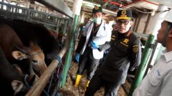 Kepala Barantin Tinjau Tindakan Karantina 275 Ekor Sapi Asal Kupang