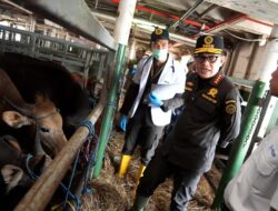 Kepala Barantin Tinjau Tindakan Karantina 275 Ekor Sapi Asal Kupang