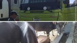 Karantina Bali Amankan Truk Sapi Dengan Dokumen Palsu