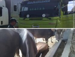 Karantina Bali Amankan Truk Sapi Dengan Dokumen Palsu