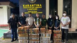Barantin Kembali Selamatkan 807 Burung Dari Perdagangan Ilegal Di Pelabuhan Bakauheni