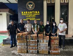 Barantin Kembali Selamatkan 807 Burung Dari Perdagangan Ilegal Di Pelabuhan Bakauheni