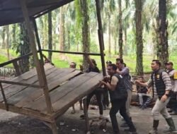 Polsek Na IX-X dan BNNK Labura Sisir Kebun Sawit di Silumajang, Gubuk Diduga Tempat Pakai Narkoba Dirobohkan
